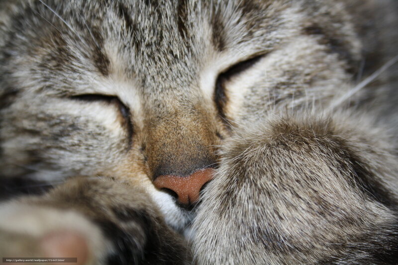 Sleeping Tabby Cat — Gray, Peaceful, Photograph, Paws