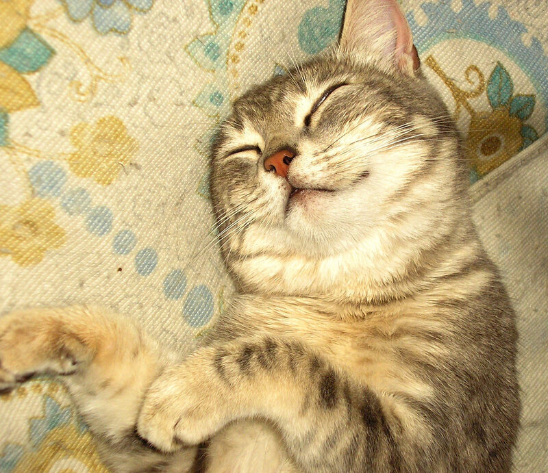 Sleeping Tabby Cat — Gray, Peaceful, Photograph, Pillow