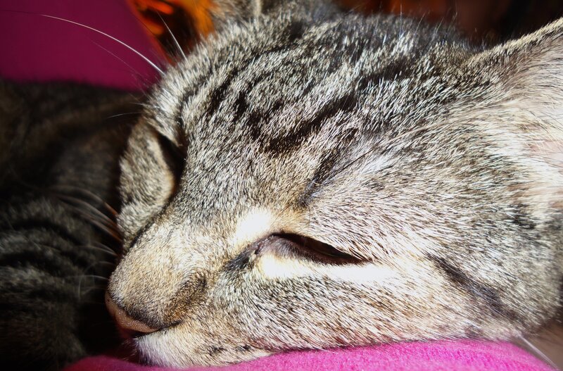 Sleeping Tabby Cat — Gray, Peaceful, Photograph, Pink Fabric