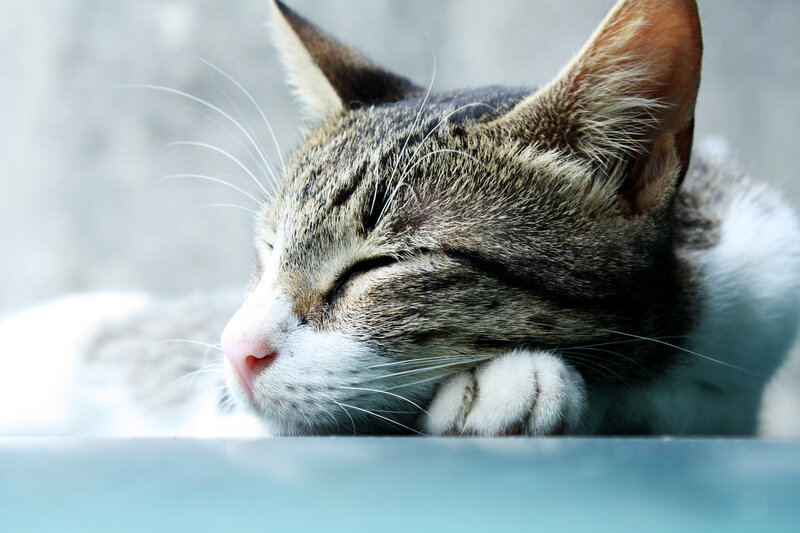Sleeping Tabby Cat — Gray, Peaceful, Photograph