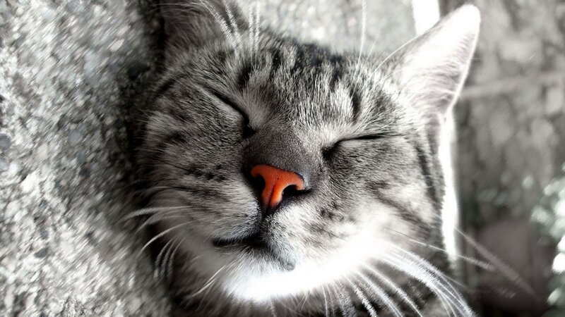 Sleeping Tabby Cat — Gray, Peaceful, Photograph, Tree Trunk