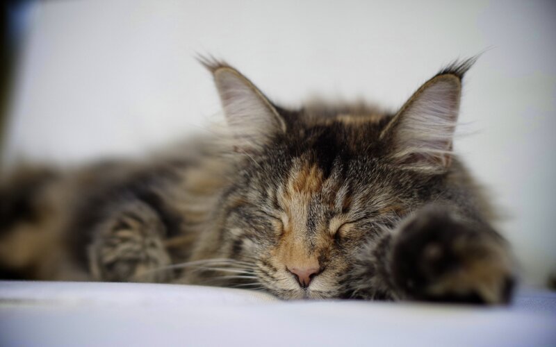 Sleeping Tabby Cat — Gray, Peaceful, Photograph, Whiskers, Paws
