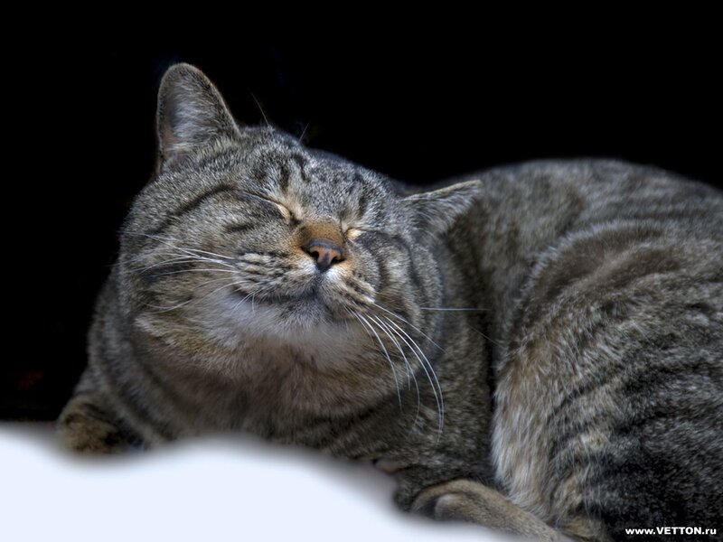 Sleeping Tabby Cat — Gray, Peaceful, Photograph, Whiskers