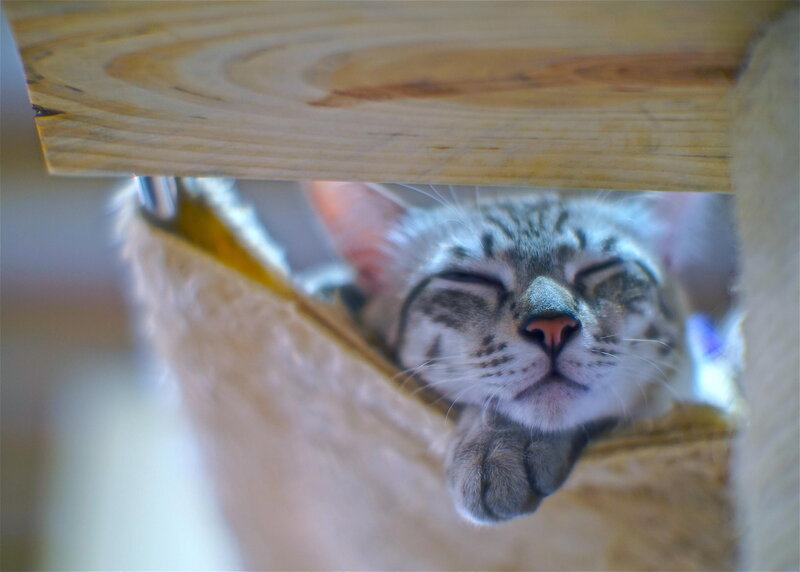 Sleeping Tabby Cat — Gray, Peaceful, Photograph, Wooden Structure