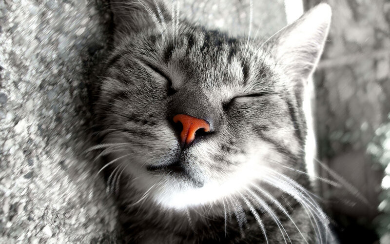 Sleeping Tabby Cat — Gray, Peaceful
