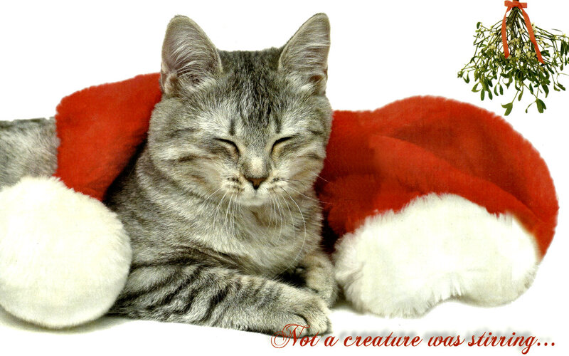 Sleeping Tabby Cat — Gray, Peaceful, Winter