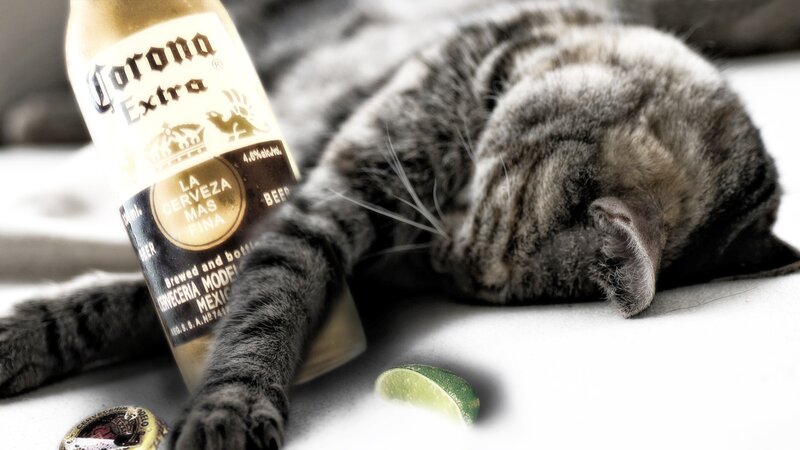 Sleeping Tabby Cat — Gray, Relaxed, Photograph, Beer Bottle