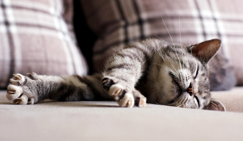 Sleeping Tabby Cat — Gray, Relaxed, Photograph, Couch
