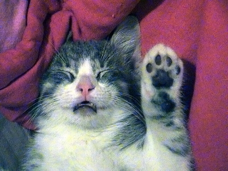 Sleeping Tabby Cat — Gray, Relaxed