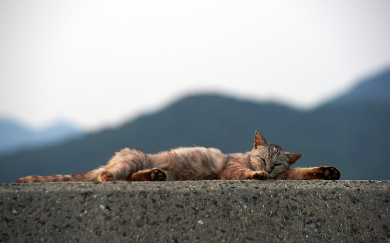 Sleeping Tabby Cat — Gray, Serene, Afternoon, Photograph