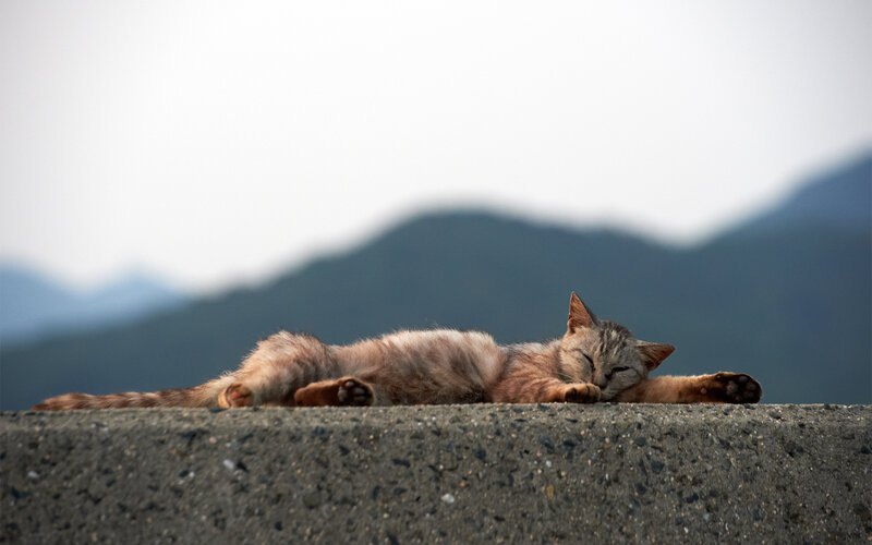 Sleeping Tabby Cat — Gray, Serene, Afternoon