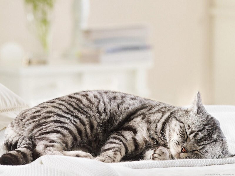 Sleeping Tabby Cat — Gray, Serene, Morning, Photograph, Bed