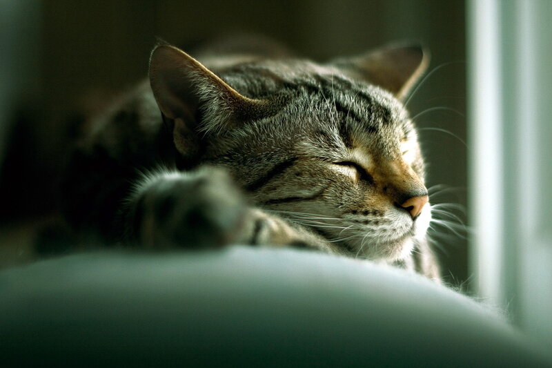 Sleeping Tabby Cat — Gray, Serene, Morning, Photograph, Window