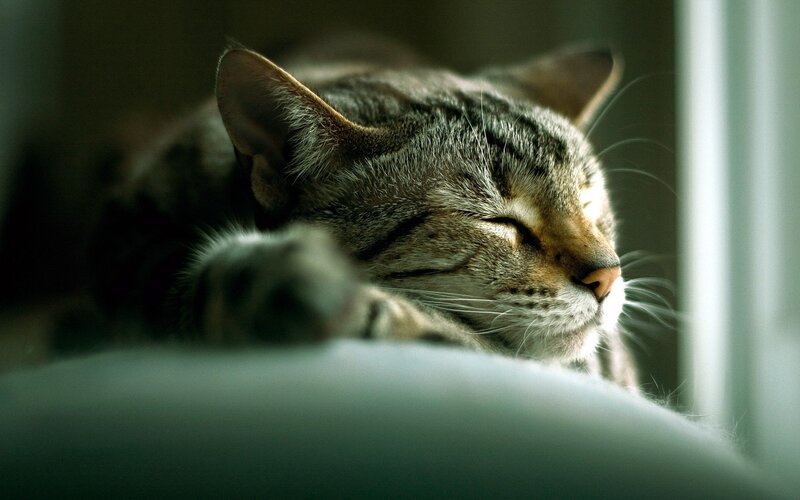 Sleeping Tabby Cat — Gray, Serene, Morning, Photograph, Window, Whiskers