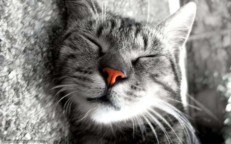 Sleeping Tabby Cat — Gray, Serene, Photograph