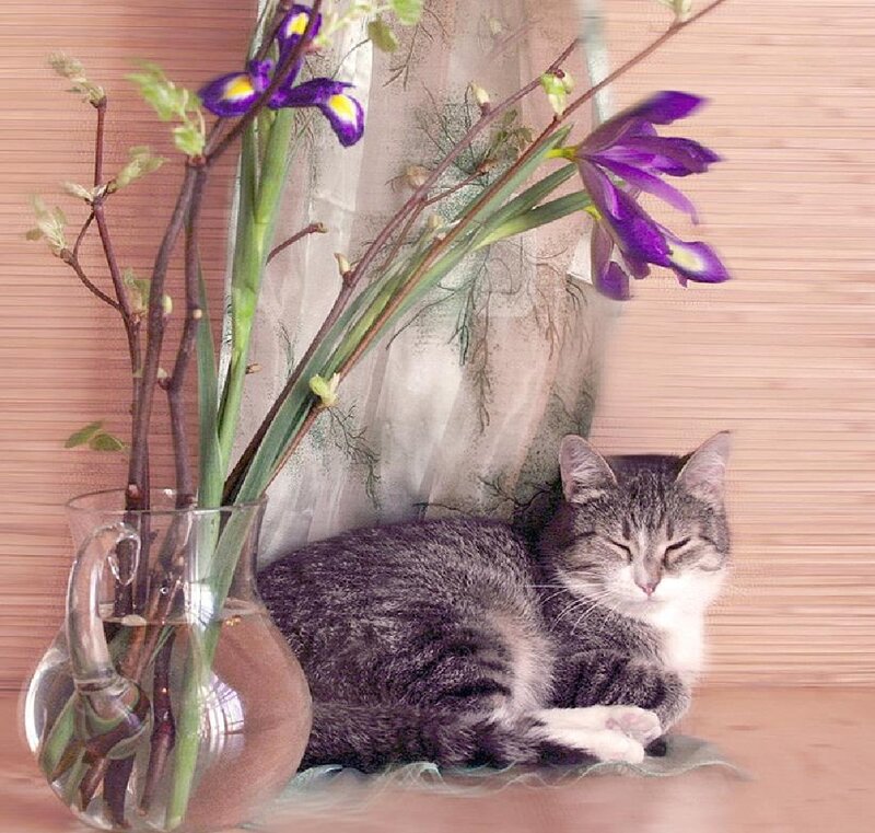 Sleeping Tabby Cat — Gray, Serene, Spring