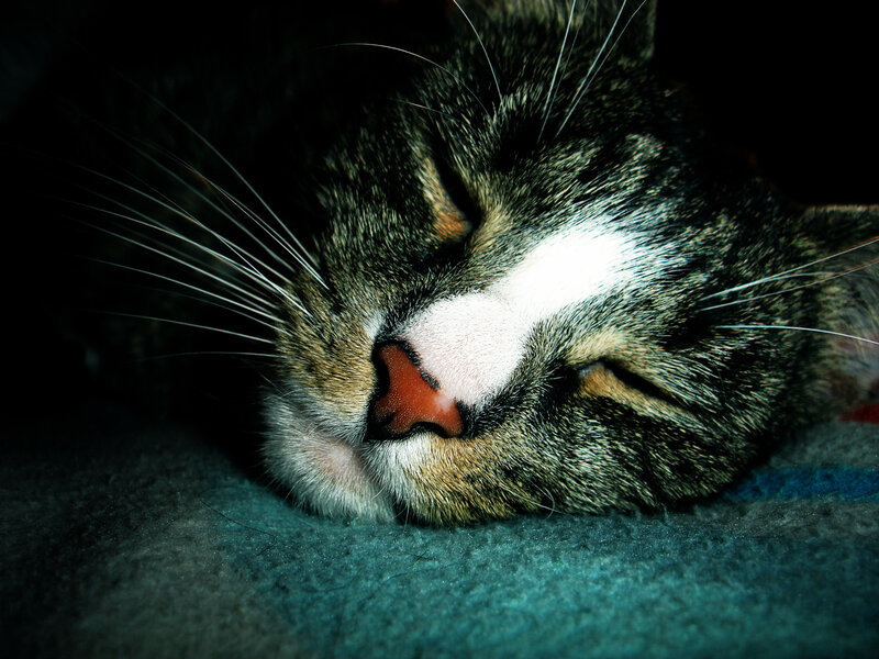Sleeping Tabby Cat — Gray