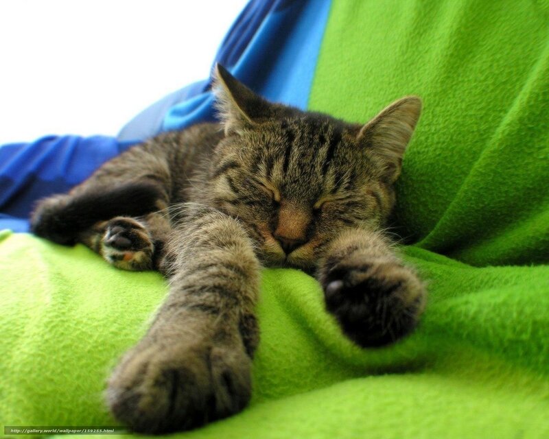 Sleeping Tabby Cat — Green, Peaceful, Photograph, Blanket