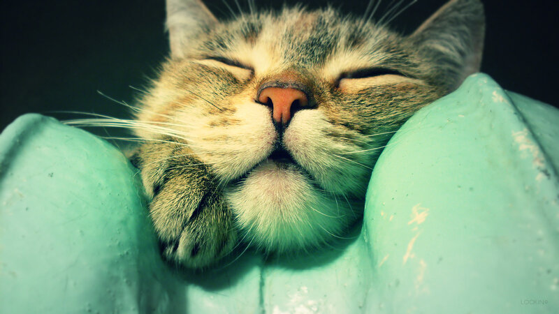 Sleeping Tabby Cat — Green, Peaceful, Photograph, Paws