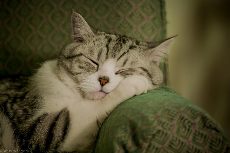 Sleeping Tabby Cat — Green, Peaceful, Photograph