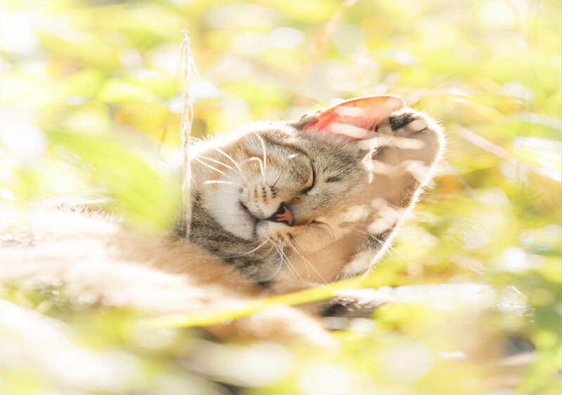 Sleeping Tabby Cat — Green, Serene
