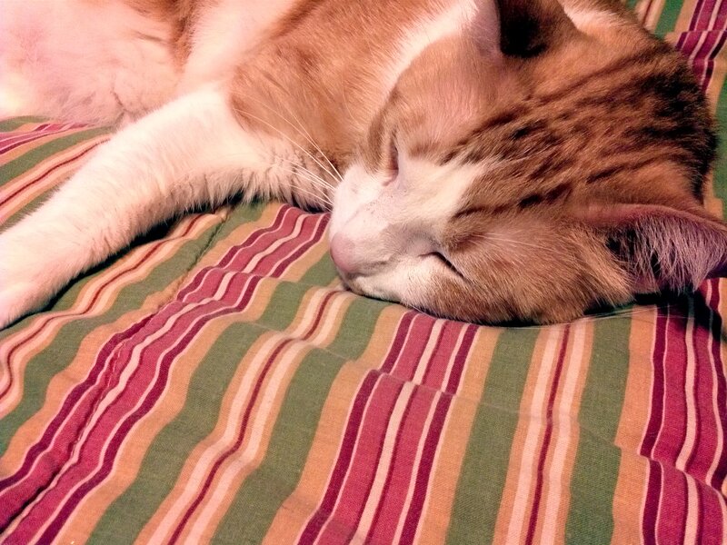 Sleeping Tabby Cat — Green