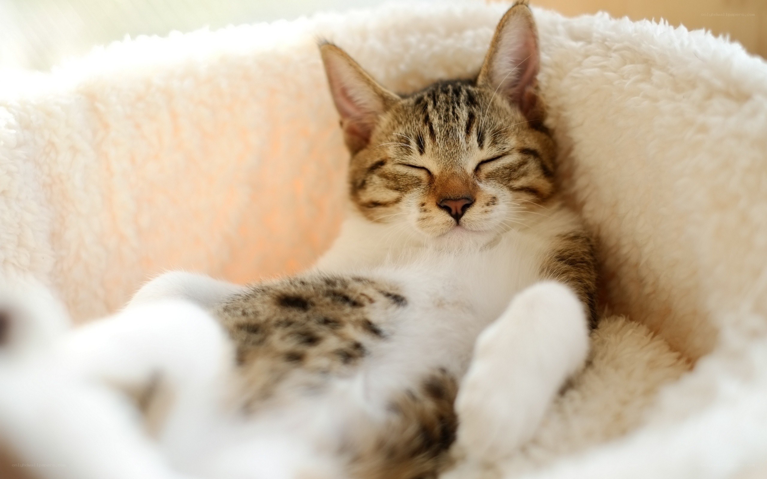 Sleeping tabby cat in cozy bed