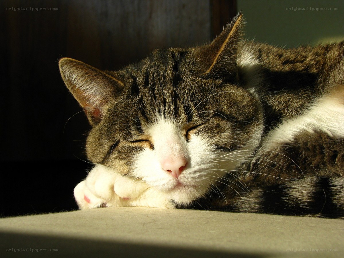 Sleeping tabby cat in sunlight