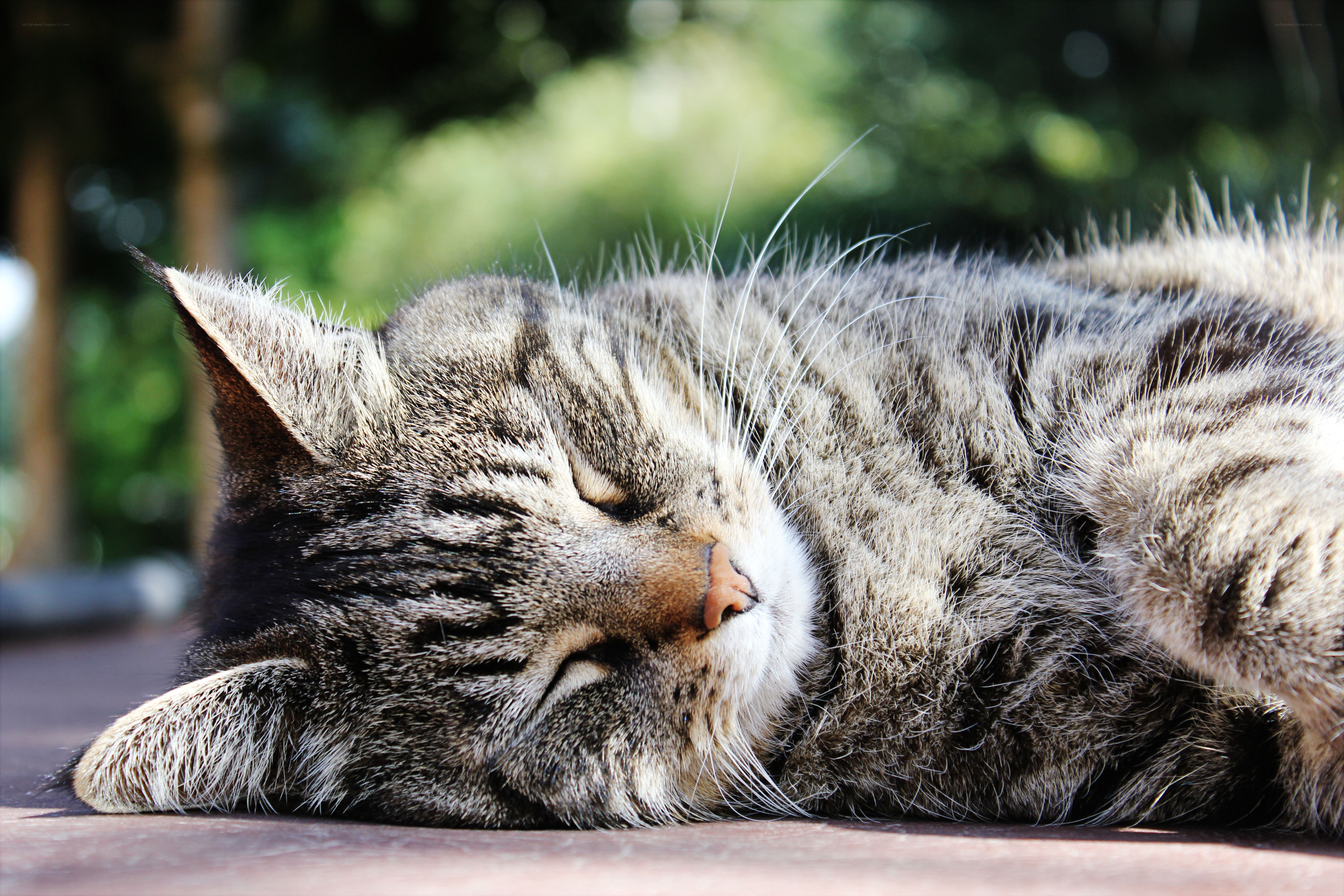 Sleeping tabby cat in sunlight