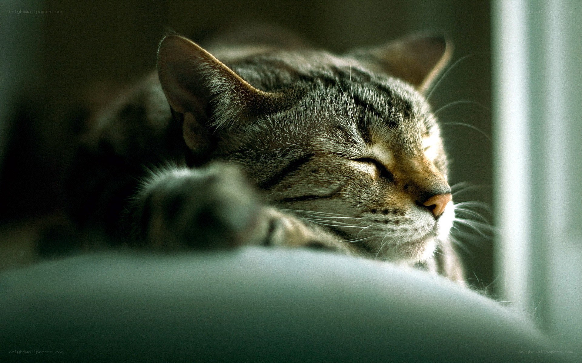sleeping tabby cat in sunlight