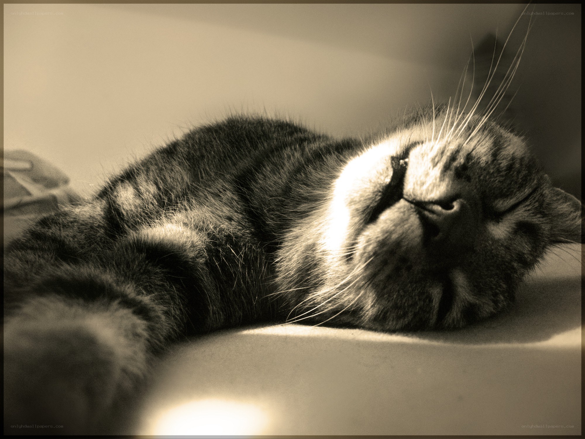 Sleeping tabby cat in sunlight