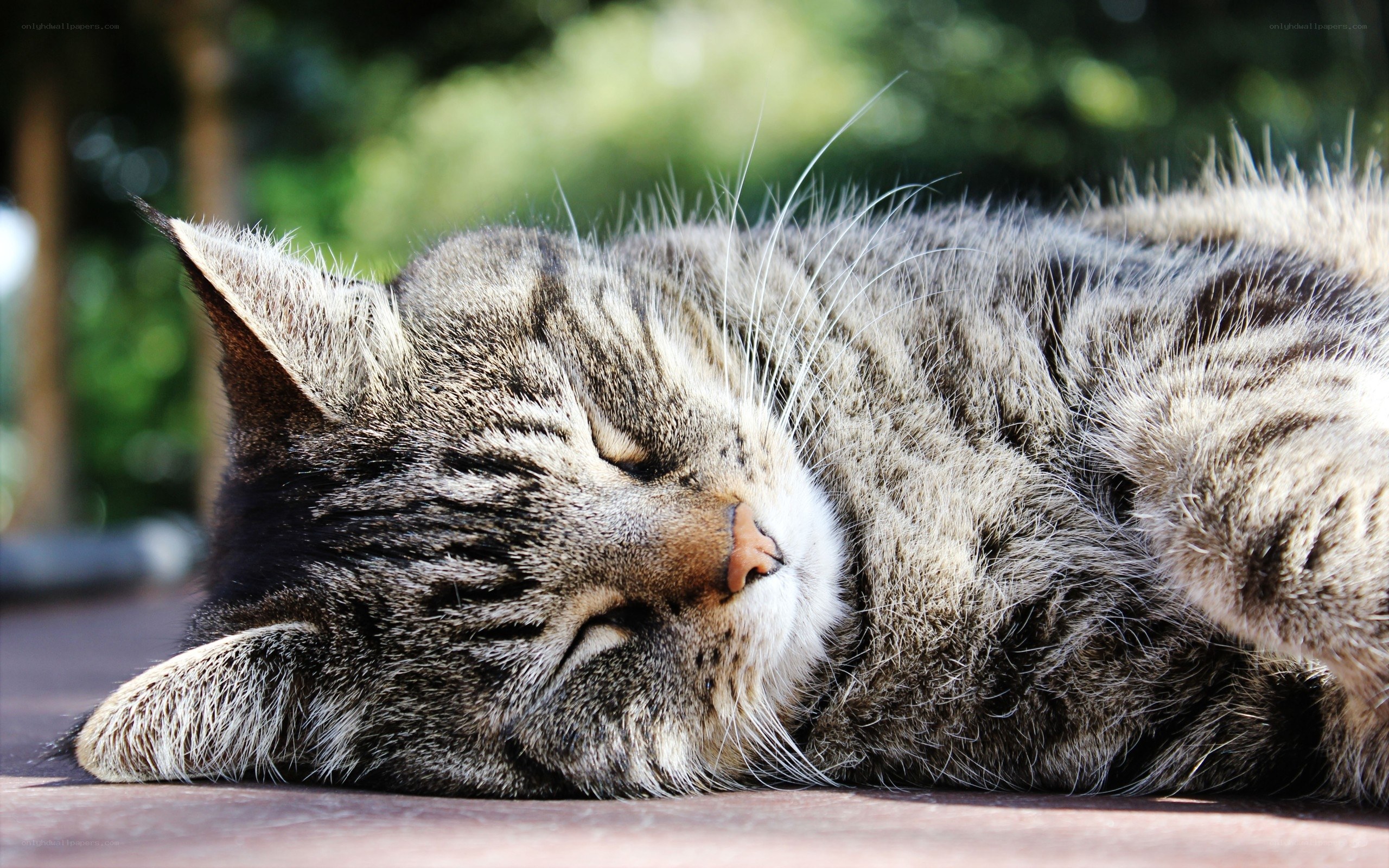 Sleeping tabby cat in sunlight