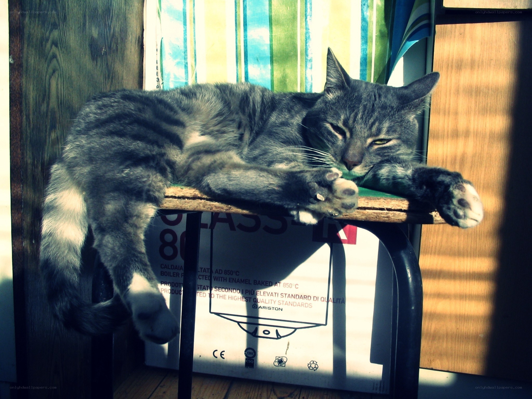 Sleeping tabby cat on a chair