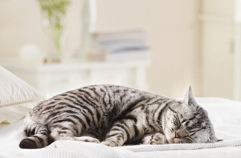 Sleeping tabby cat on bed