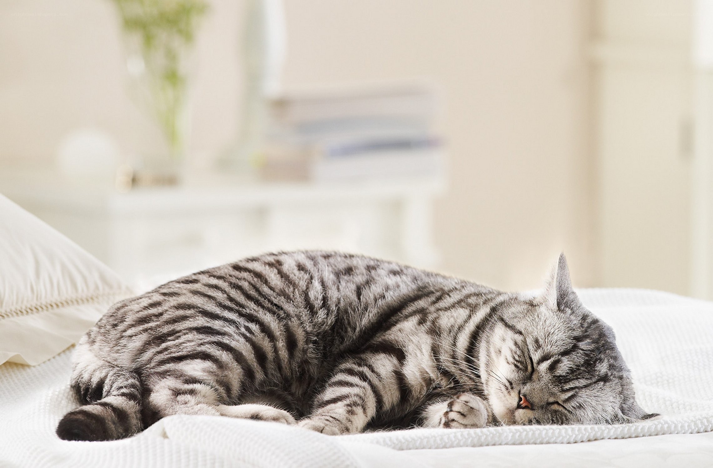 Sleeping tabby cat on bed