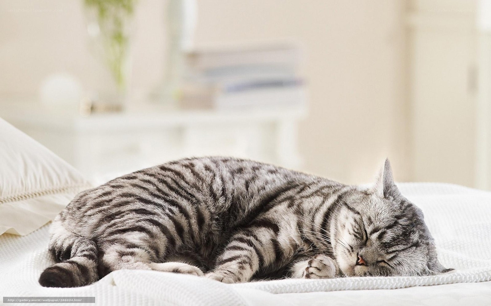 Sleeping tabby cat on bed