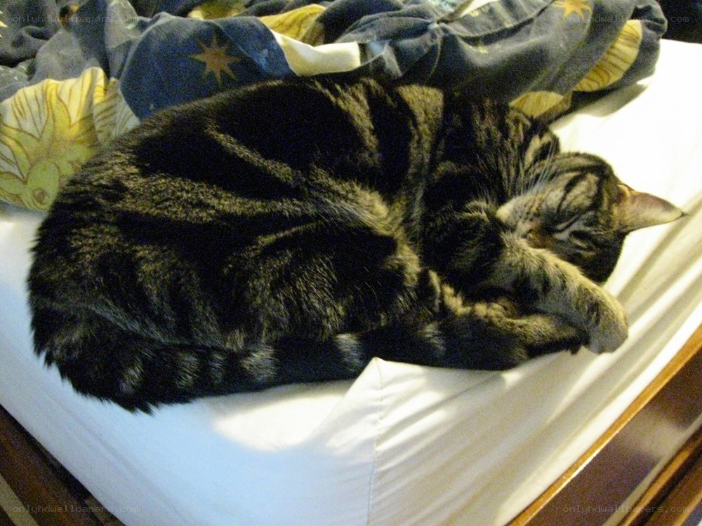 Sleeping tabby cat on bed
