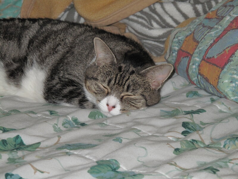 sleeping tabby cat on bed