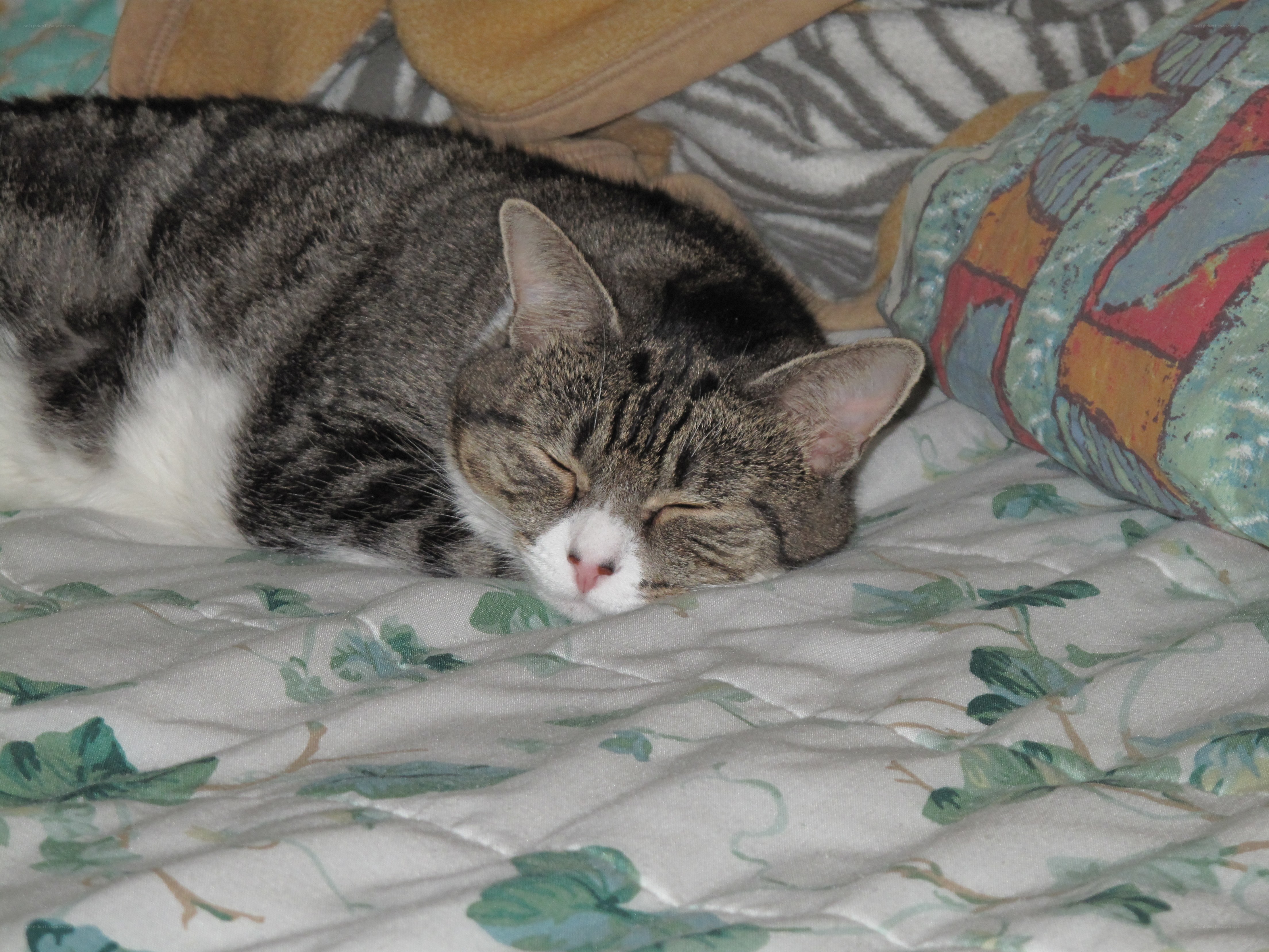 sleeping tabby cat on bed