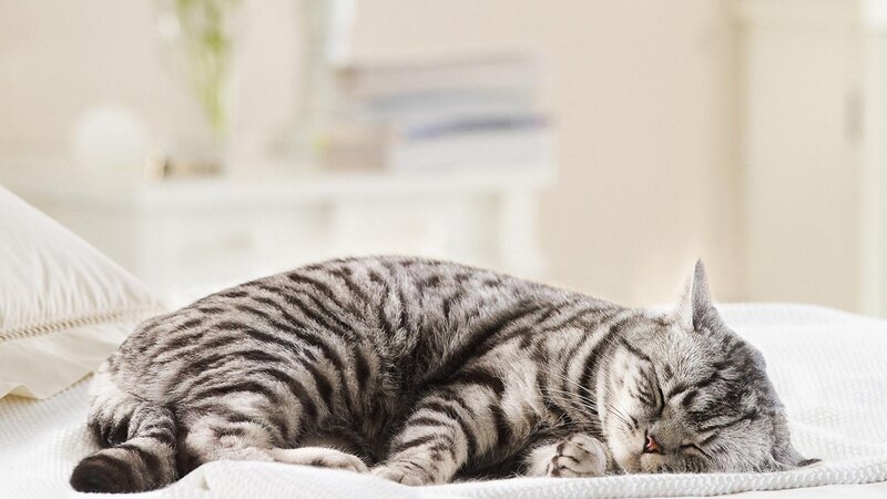 sleeping tabby cat on bed