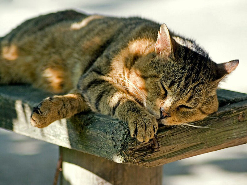 Sleeping tabby cat on bench
