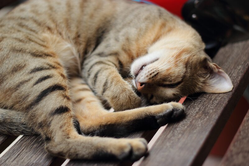 Sleeping tabby cat on bench