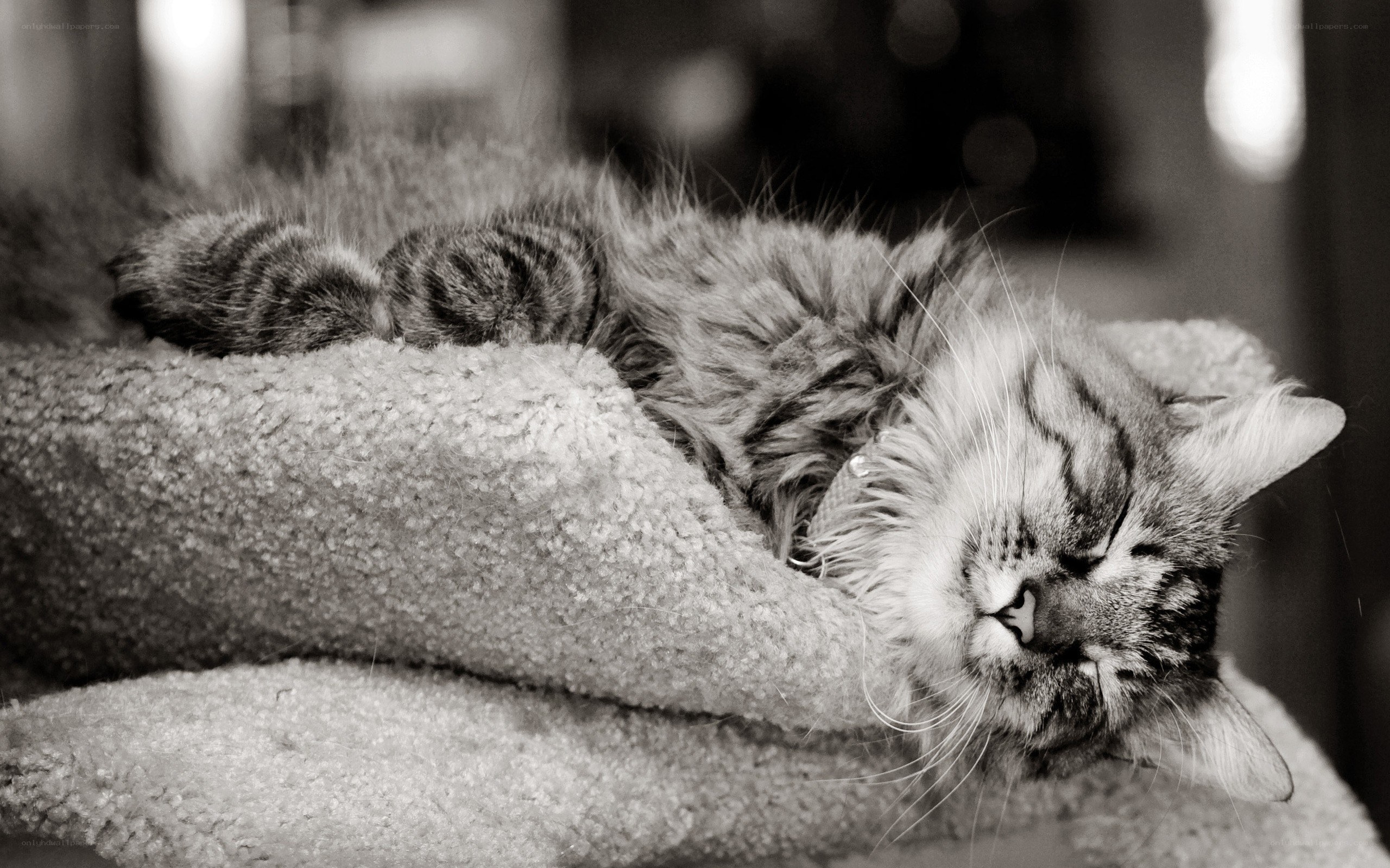 sleeping tabby cat on blanket