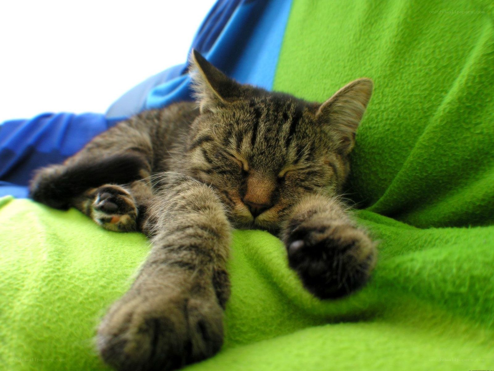 Sleeping tabby cat on blanket