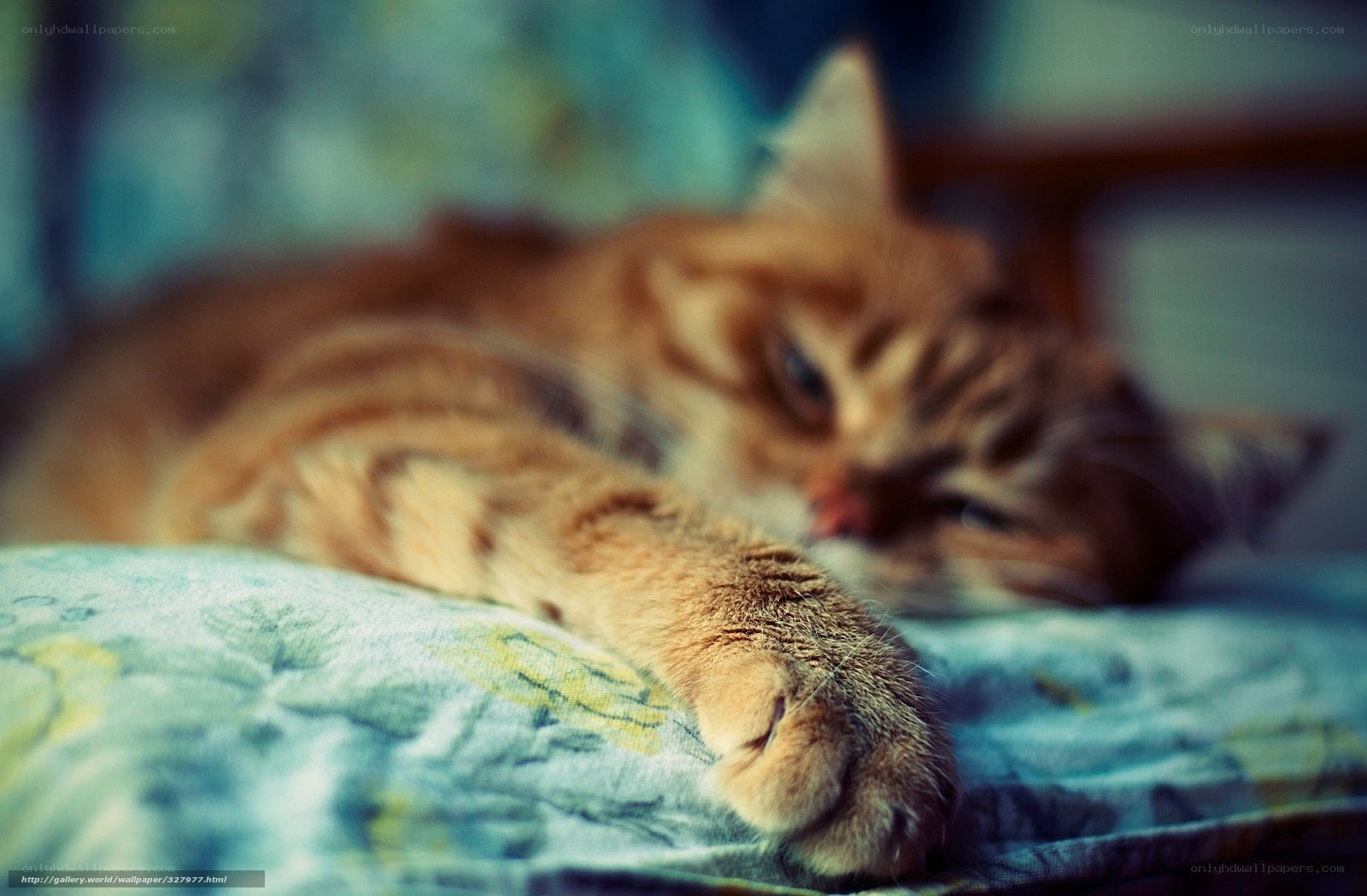 Sleeping tabby cat on blanket