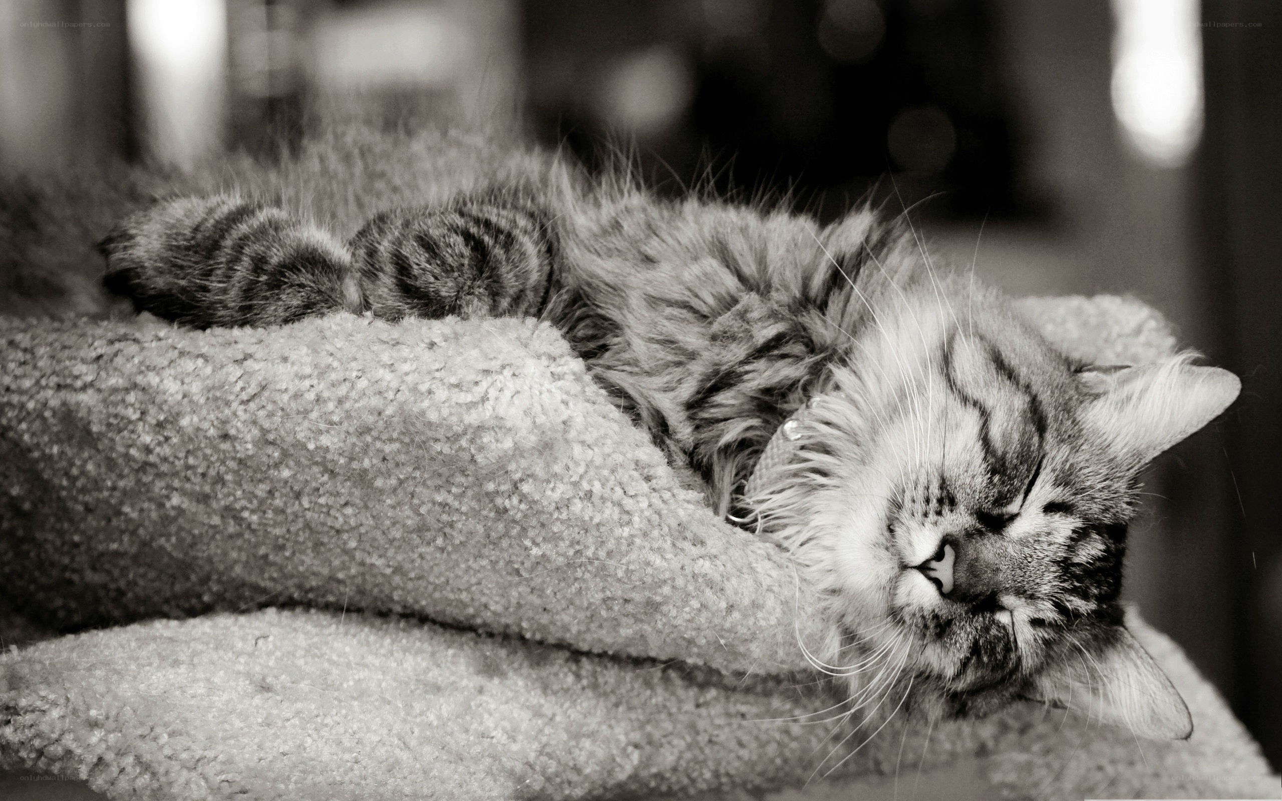 Sleeping tabby cat on blanket