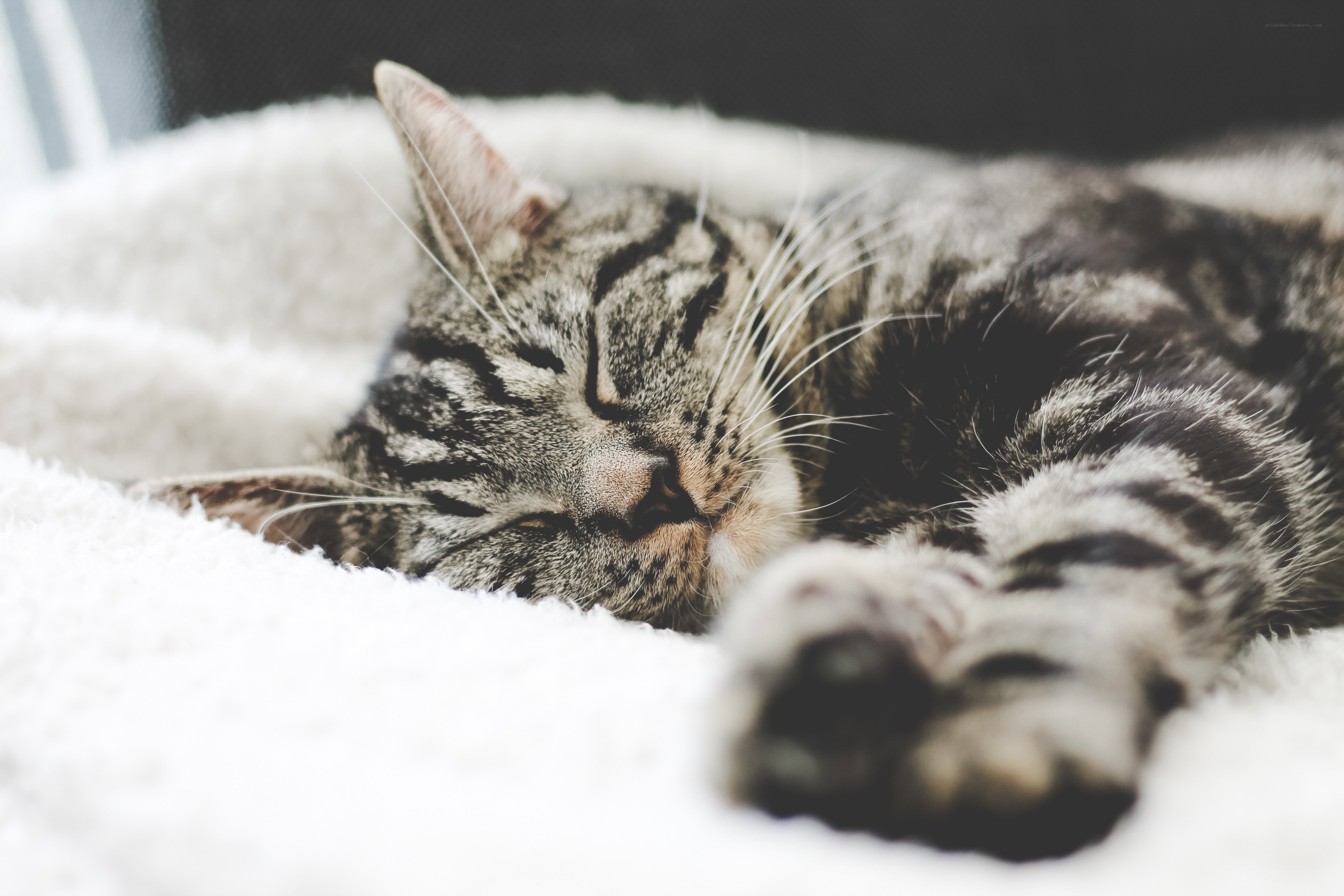 Sleeping tabby cat on blanket