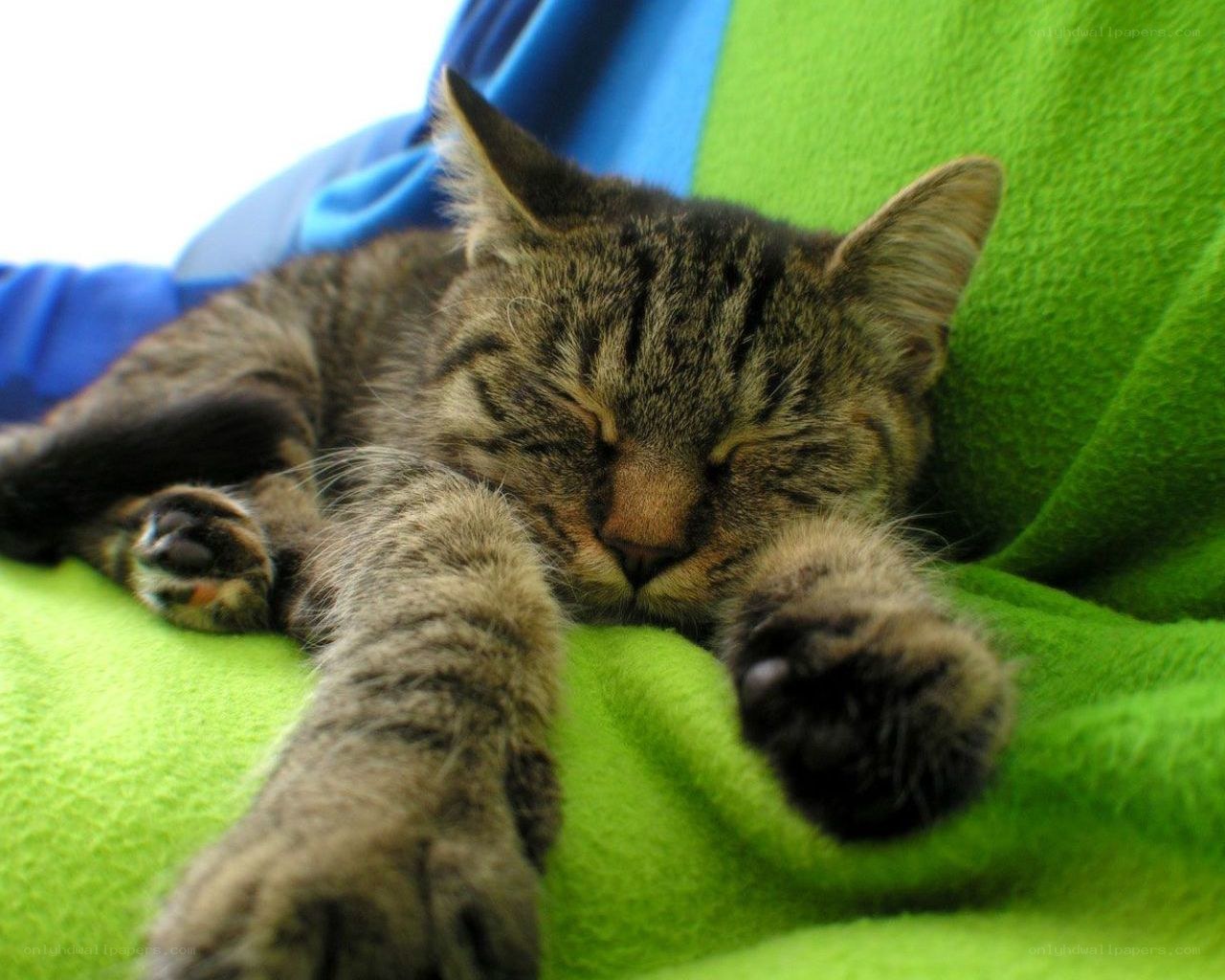 Sleeping tabby cat on blanket
