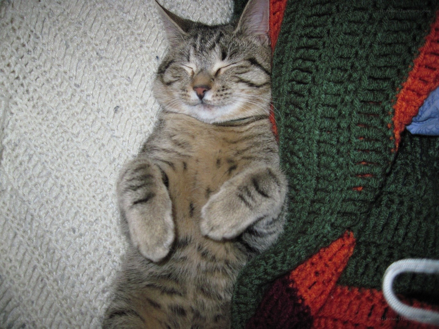 Sleeping tabby cat on blanket