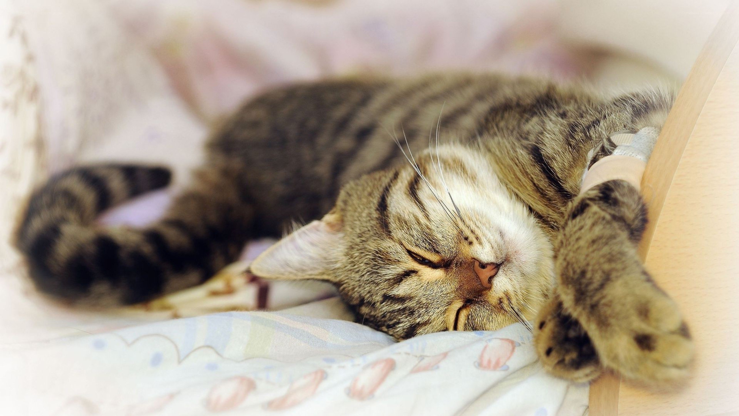 Sleeping tabby cat on blanket